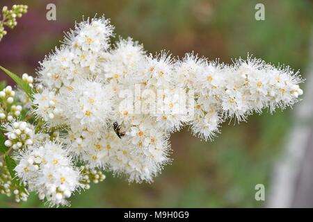 Flower Sorbaria sorbifolia (LAT. Sorbaria sorbifolia) blossoms in hot summer day Stock Photo