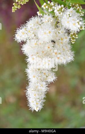 Flower Sorbaria sorbifolia (LAT. Sorbaria sorbifolia) blossoms in hot summer day Stock Photo