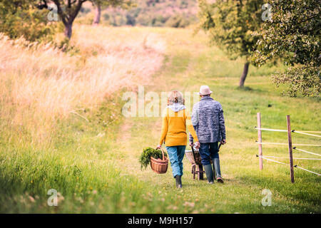 Happy healthy senior couple with their grandaughter harvesting vegetables on allotment. Man pushing small girl in a wheelbarrow, woman carrying vegeta Stock Photo