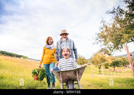 Happy healthy senior couple with their grandaughter harvesting vegetables on allotment. Man pushing small girl in a wheelbarrow, woman carrying vegeta Stock Photo