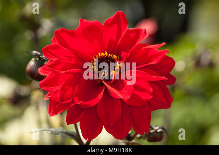 'Bishop of Llandaff' Peony Flowered Dahlia, Piondahlia (Dahlia x Pinnata) Stock Photo