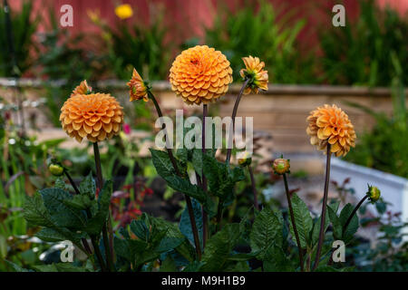 'Bantling' Pompon dahlia, Pompondahlia (Dahlia x Pinnata) Stock Photo