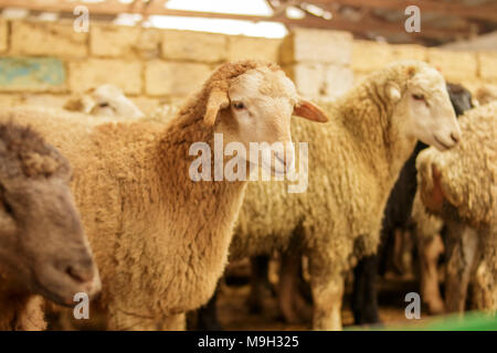 Livestock farm, flock of sheep. Indoor shot. Stock Photo