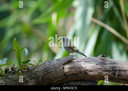 Rufous-gorgeted Flycatcher bird (Ficedula strophiata) in nature Thailand Stock Photo