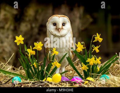 Barn Owl.  Close up of a beautiful Barn Owl in Easter setting with yellow daffodils and colourful Easter eggs.  Facing forward.  Landscape. Copy space Stock Photo
