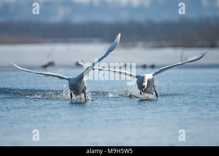Two male swans, Cygnus olor, during a fight for supremacy in mating season on the River Stock Photo