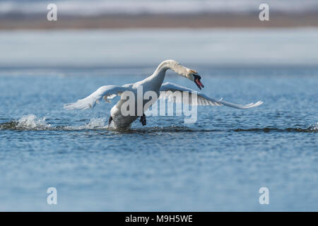 Swan taking flight on spring blue lake Stock Photo