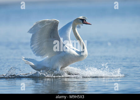 Swan rising from water and splashing water drops around Stock Photo