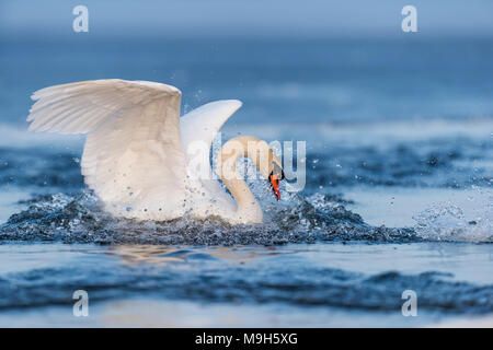 Swan rising from water and splashing water drops around Stock Photo