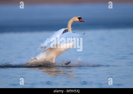 Swan rising from water and splashing water drops around Stock Photo