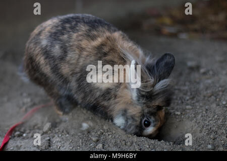 Cute dwarf rabbit digging a hole outdoors Stock Photo - Alamy