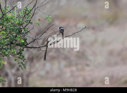 African Grey Hornbill, Tockus nasutus, looking for prey, perched on a branch in Kruger NP, South Africa Stock Photo