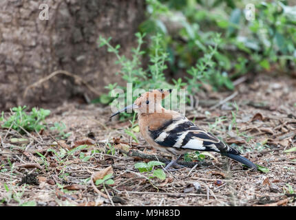 African Hoopoe, Upupa africana, or Upupa epops africana on the ground in Kruger NP, South Africa Stock Photo