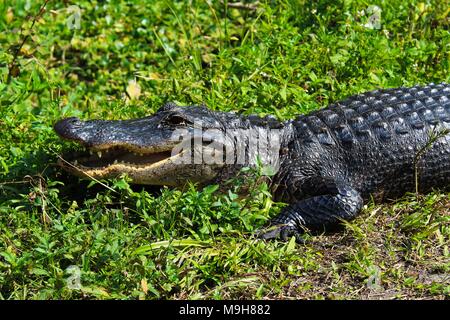 Crocodile sitting on the banks of the river. Stock Photo