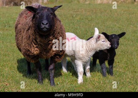 ewe with balck and white lambs, County Kerry Ireland Stock Photo