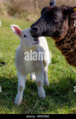 Ewe with baby lamb, County Kerry ireland Stock Photo