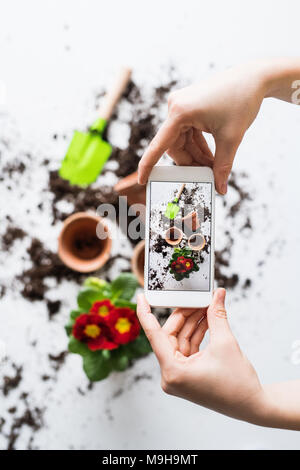 Planting flower seedlings composition. Female hands holding a smartphone. Top view. Stock Photo