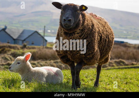 Ewe with baby lamb, County Kerry ireland Stock Photo