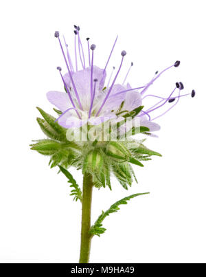 lacy phacelia, blue tansy or purple tansy isolated on white background Stock Photo