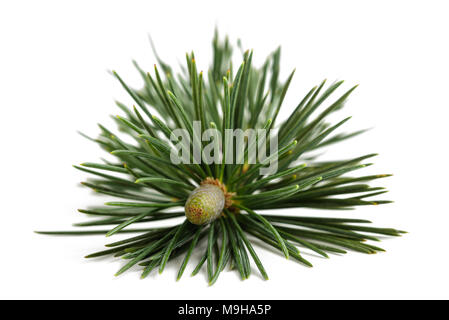 Pine branch with bud isolated on white Stock Photo