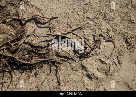 the surface texture of vertical soil sand-clay foundations with cracks and plant roots Stock Photo