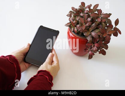 Woman hands holding blank black screen smartphone on the table Stock Photo