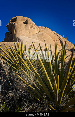 Yucca plant and huge Monzogranite rock formation in Joshua tree national Park in Southern California is Mojave Desert Stock Photo