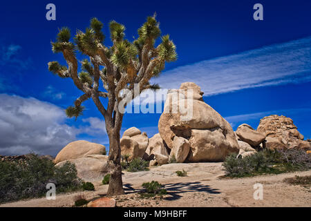 Single Joshua tree in the desert landscape found in Joshua Tree National Park in Southern California's Mojave Desert Stock Photo