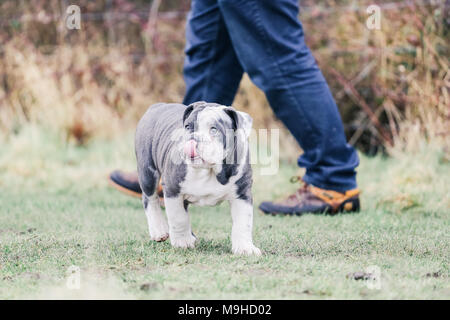 Blue English / British Bulldog puppy out for a walk in the countryside, UK
