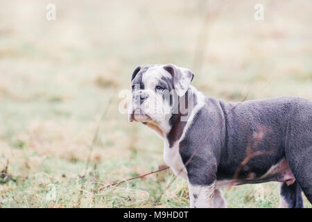 Blue English / British Bulldog puppy out for a walk in the countryside, UK Stock Photo