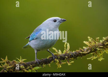 Blue-gray Tanager - Thraupis episcopus, beautiful colorful blue perching bird from Costa Rica forest. Stock Photo