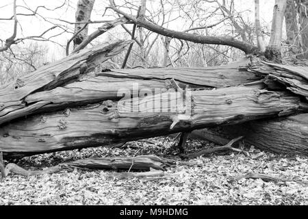 Fallen sweet chestnut tree has broken in two places as it hit the ground and was smashed over another fallen tree with leaves around - black and white Stock Photo