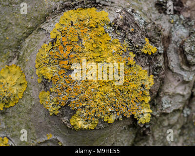Full frame image of the lichen Xanthoria parietina growing on an apple tree Stock Photo
