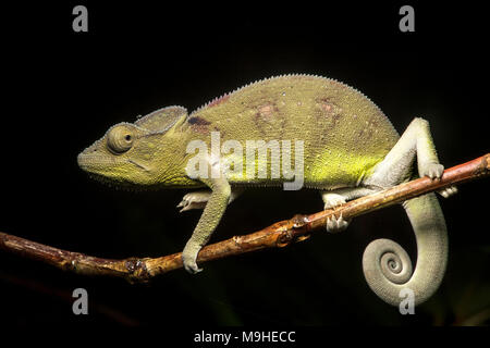 Juvenile Panther chameleon (Furcifer pardalis), (Chameleonidae), endemic to Madagascar, Ankanin Ny Nofy, Madagascar