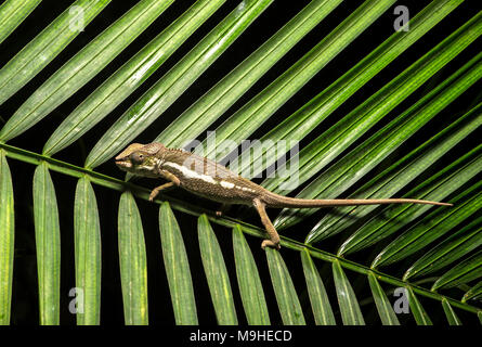 Juvenile Panther chameleon (Furcifer pardalis), (Chameleonidae), endemic to Madagascar, Ankanin Ny Nofy, Madagascar