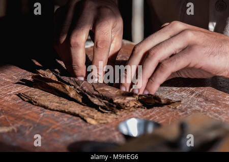 Close-up of hands wrapped from the dry tobacco leaves of a true Cuban cigar. Handmade cigar. Vinales, Cuba Stock Photo