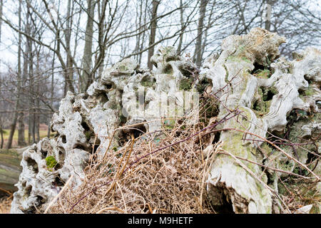 Gnarled tree roots and stump from a fallen chestnut tree with moss, bracken and eroded wood Stock Photo