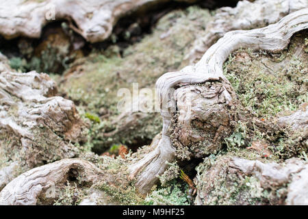 Gnarled tree roots and stump from a fallen chestnut tree with moss, bracken and eroded wood Stock Photo