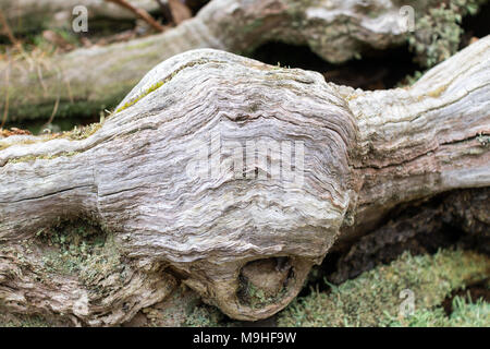 Gnarled tree roots and stump from a fallen chestnut tree with moss, bracken and eroded wood Stock Photo