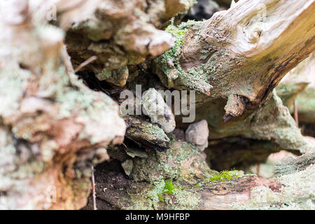 Gnarled tree roots and stump from a fallen chestnut tree with moss, bracken and eroded wood Stock Photo