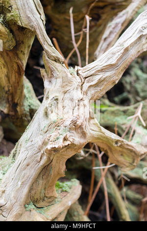 Gnarled tree roots and stump from a fallen chestnut tree with moss, bracken and eroded wood Stock Photo