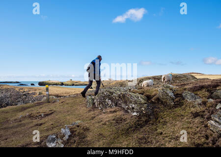 Male hiker hiking on Isle of Anglesey Coastal Path from Silver Bay to Rhoscolyn, Holy Island, Isle of Anglesey, North Wales, UK, Britain Stock Photo