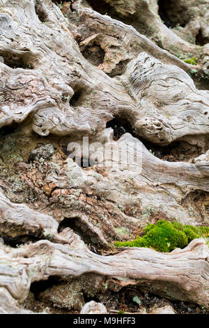 Gnarled tree roots and stump from a fallen chestnut tree with moss, bracken and eroded wood Stock Photo