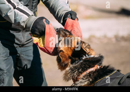 German Shepherd Dog Training. Biting Alsatian Wolf Dog. Close Up Stock Photo