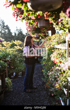 Caucasian woman shopping for new plants at a garden center nursery, choosing from a display of baskets and flowering plants. Stock Photo