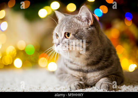 Large gray Cat without breed near the Christmas tree with garlands Stock Photo