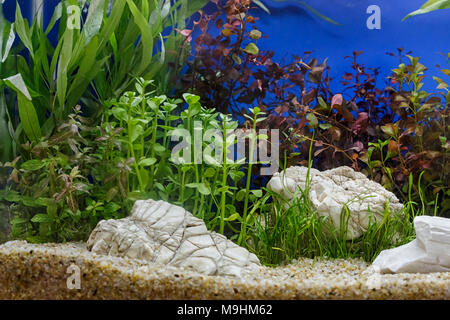 Growing Aquarium Plants - How To Grow Aquarium Plants