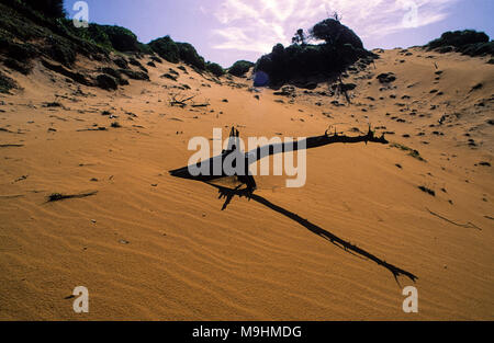 Sand Dunes Pipa, Natal, Rio Grand Do Norte, Brazil, South America. Stock Photo