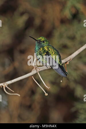 Western Emerald (Chlorostilbon melanorhynchus) adult male perched on twig  Quito, Ecuador                             February Stock Photo