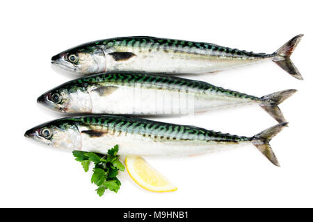 Fresh Mackerel fish isolated on white with parsley and lemon slice Stock Photo